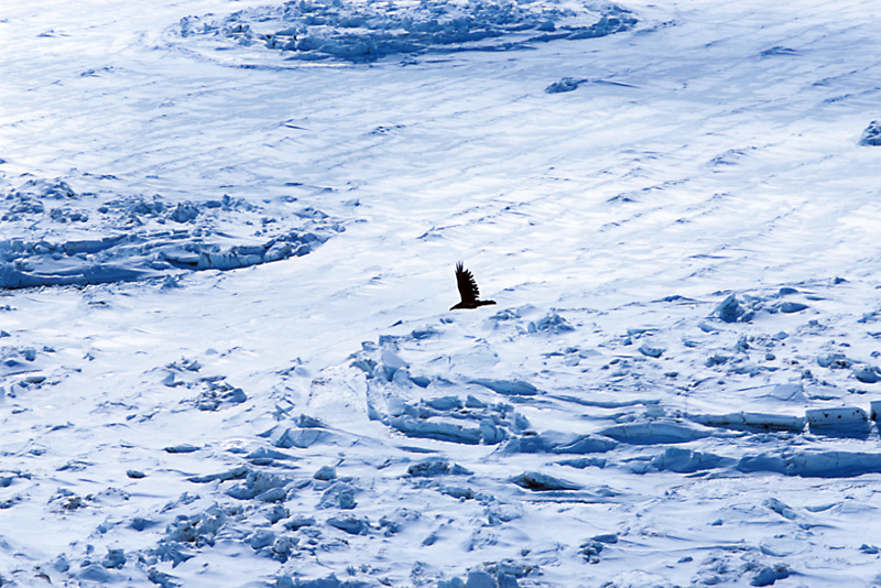 Baffin_022